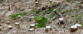 stump removal, lawn mowing, gardening waihi