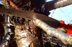 tree pruning