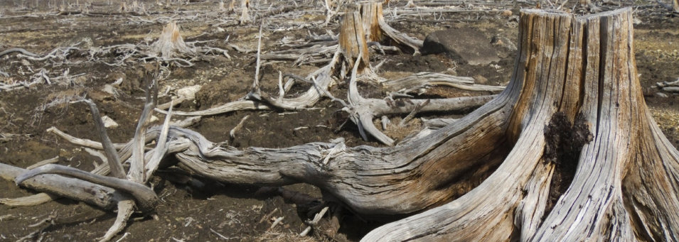 garden services offered by more than stumps